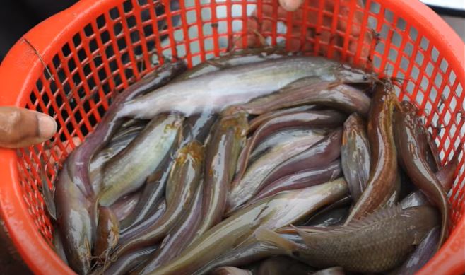 রোগী শিং মাছ খেলে শক্তি ও রক্ত বাড়ে, সত্যি নাকি মিথ