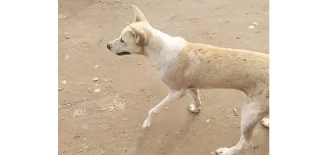 আফতাবনগরে কুকুর হত্যার অভিযোগে জিডি