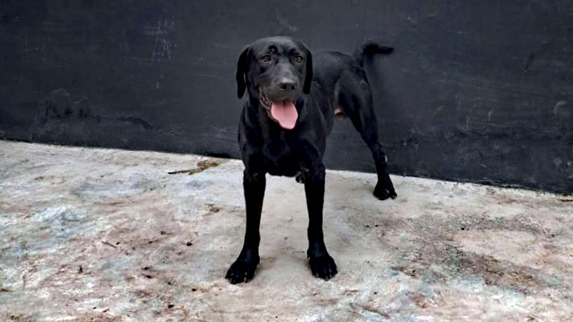 সিএমপিতে ডগ স্কোয়াড