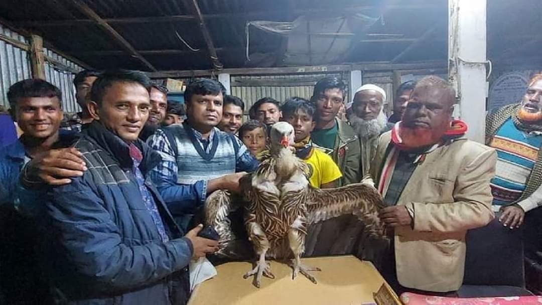 নির্বাচনী প্রচারণায় ব্যবহার, অসুস্থ হয়ে পড়েছে বিপন্ন শকুন