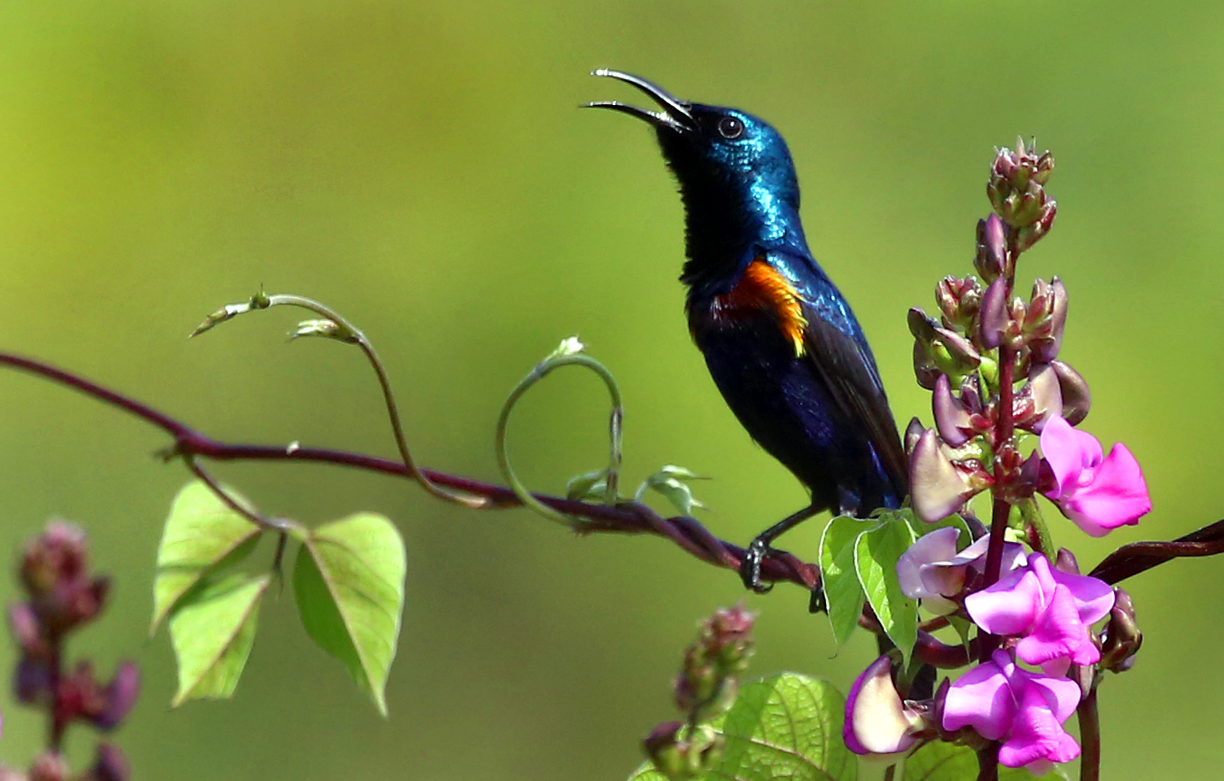 নীল টুনিতে টুনটুনালো