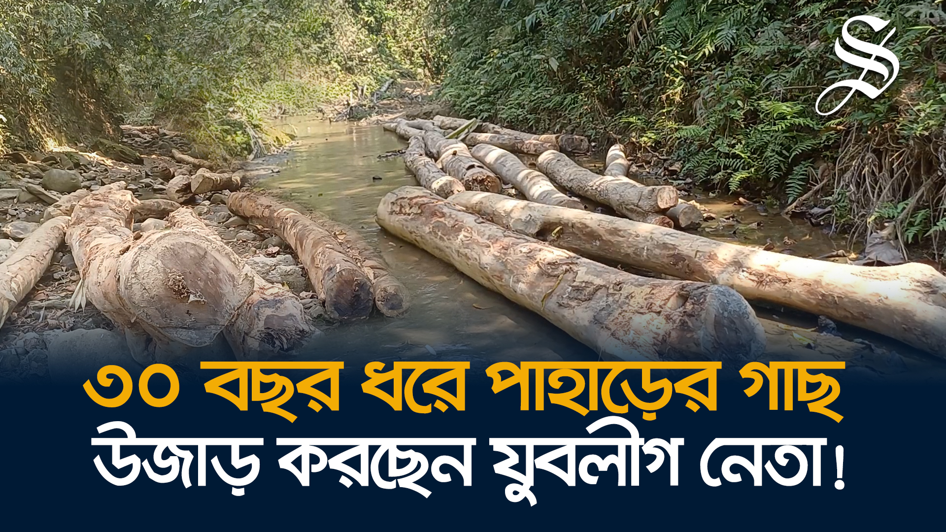 ১৫ কিলোমিটার পাহাড় কেটে গাছ পরিবহনে যুবলীগ নেতার রাস্তা!