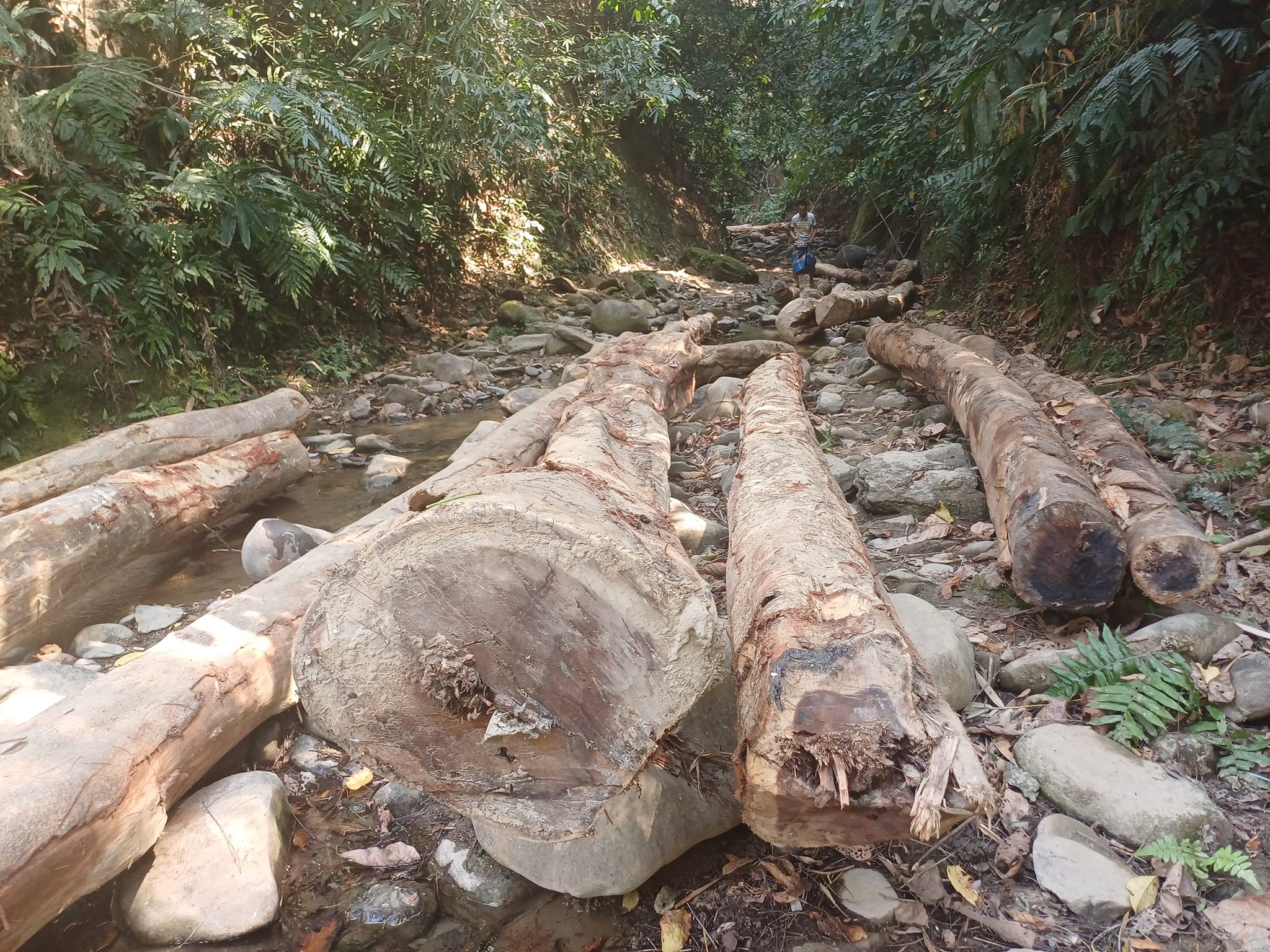 বান্দরবানে বন থেকে অন্তত ২৫০ মাতৃগাছ কর্তন, দুই আ. লীগ নেতার বিরুদ্ধে অভিযোগ