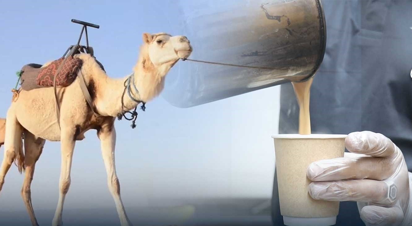 ঢাকায় উটের দুধের চা পাবেন যেখানে