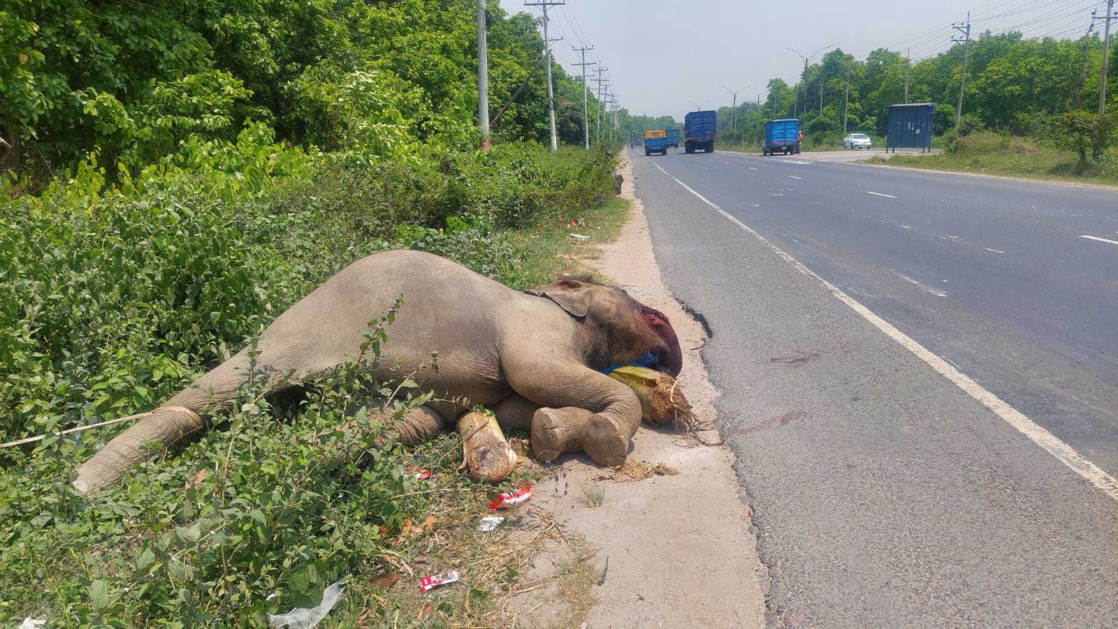 ‘লিভার অকার্যকর’ হয়ে মহাসড়কের পাশে মরে পড়েছিল হাতিটি