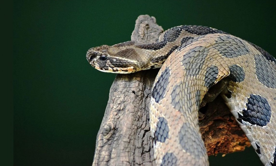 ‘বিলুপ্ত’ বিষধর রাসেলস ভাইপারের আনাগোনা বাড়ল কেন?