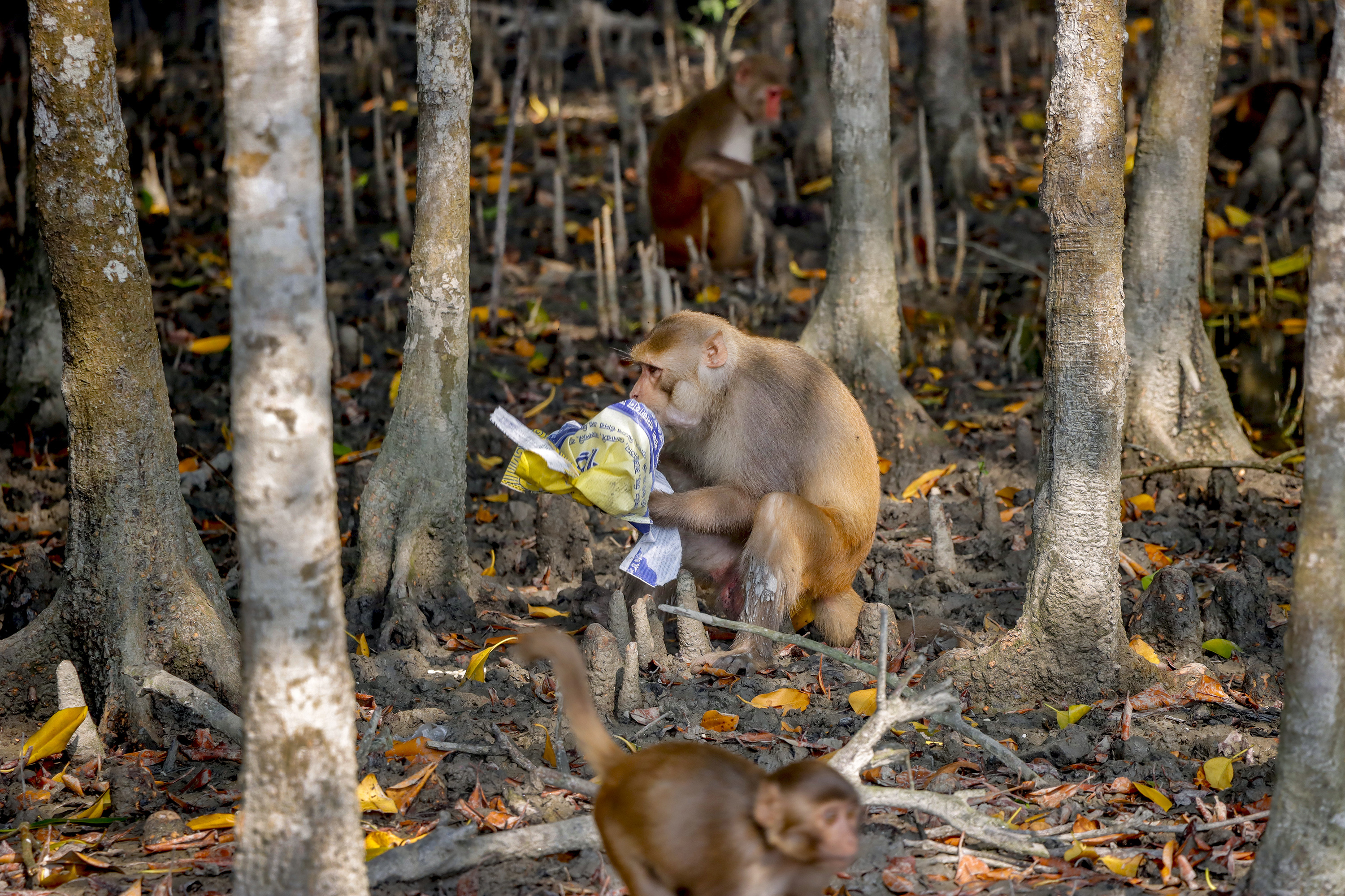 আদালতের নির্দেশ স্বত্ত্বেও সুন্দরবনে বন্ধ হচ্ছে না ‘সিঙ্গেল ইউজ প্লাস্টিক’