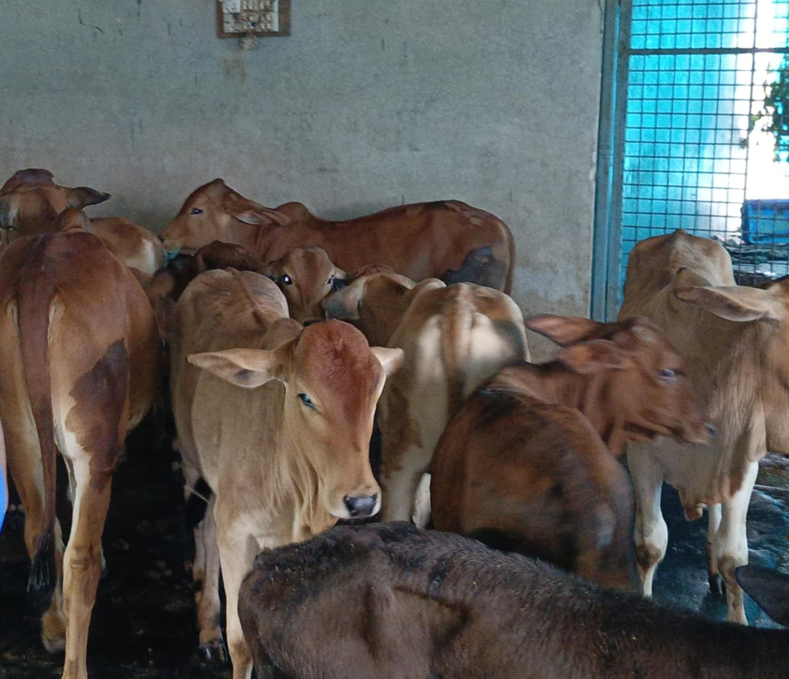 সাদিক অ্যাগ্রোর সাভারের খামারে আমদানি নিষিদ্ধ ব্রাহমা জাতের ১২ গরু