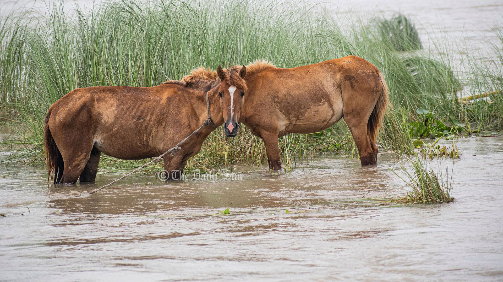 ৩ দিন হলো এভাবেই বন্যার পানিতে দাঁড়িয়ে আছে ঘোড়াগুলো