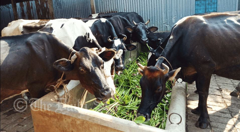 কারফিউতে দুগ্ধ খামারিদের আয় কমেছে