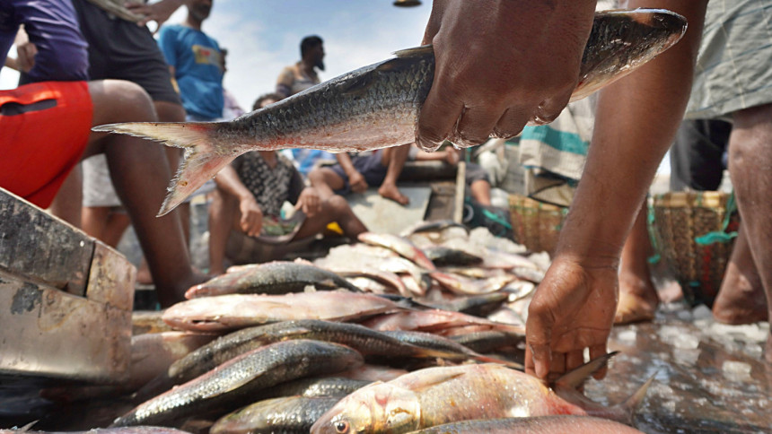 কেন ইলিশের এত দাম—কৃত্রিমভাবে বাড়ানো, নাকি বাস্তবতা