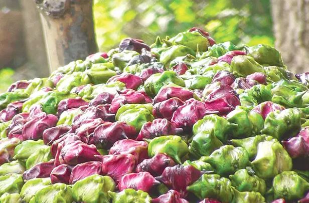 অবহেলিত পানিফলের যত উপকারিতা