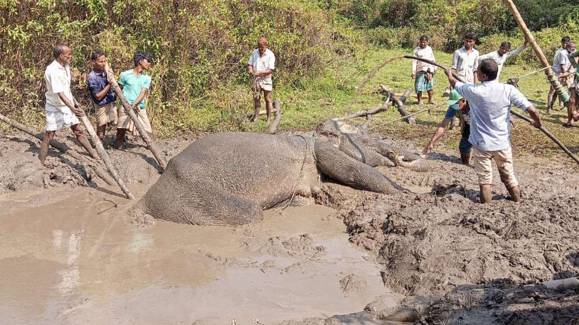 গ্রামবাসীর সহায়তায় ২২ ঘণ্টা পর উদ্ধার পেল কাদায় আটকে পড়া হাতিটি