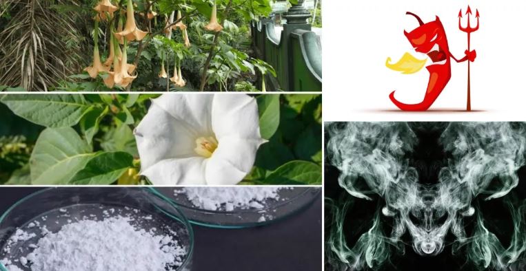 ডেভিলস ব্রেথ বা শয়তানের নিঃশ্বাস থেকে রক্ষা পেতে যা করবেন