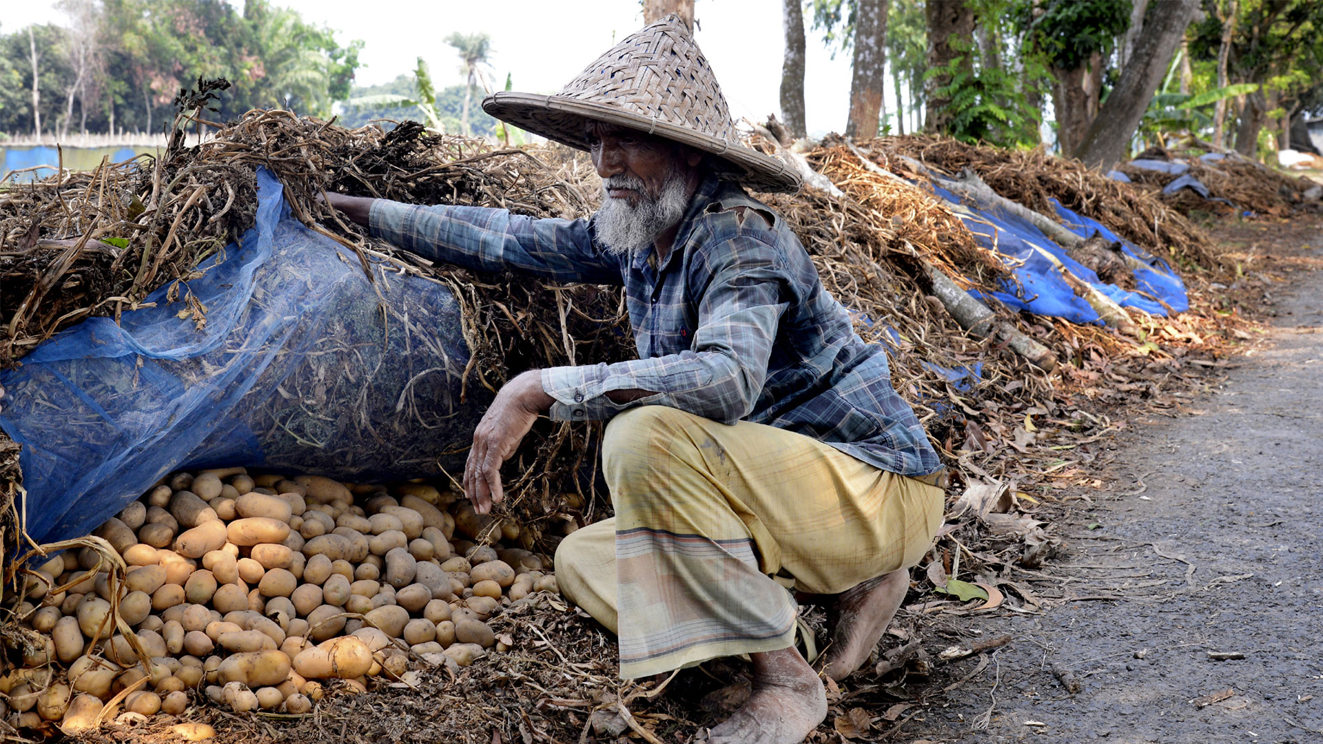 আলুচাষিদের বাঁচাবে কে