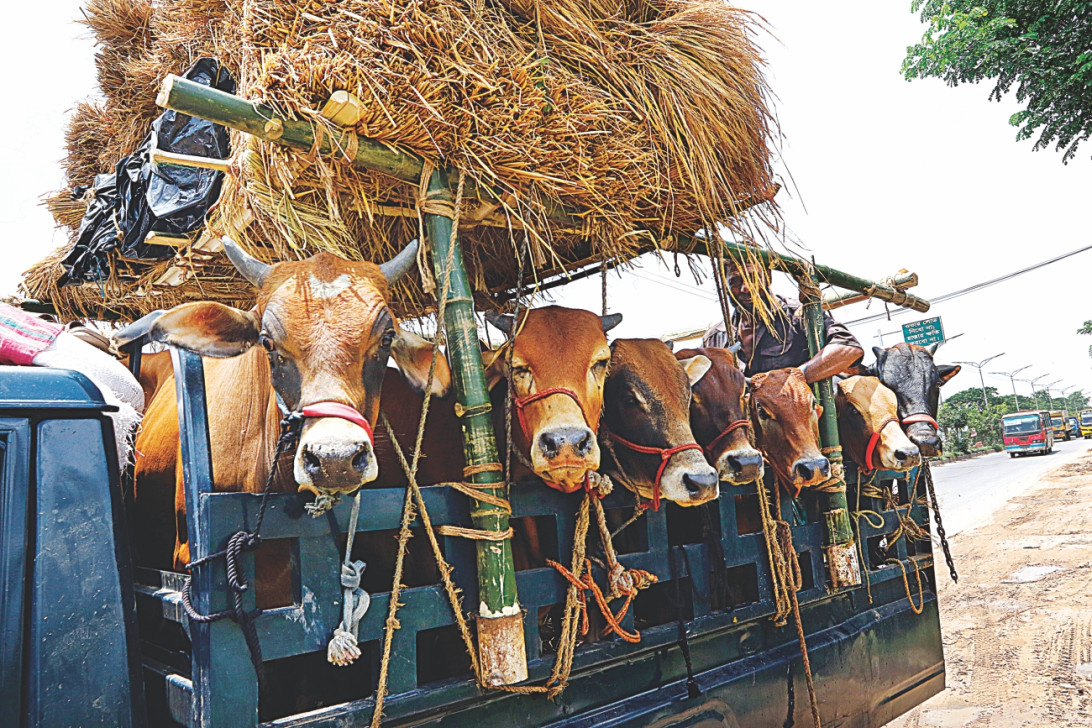 এবারের ঈদে ৯১ লাখের বেশি পশু কোরবানি হয়েছে