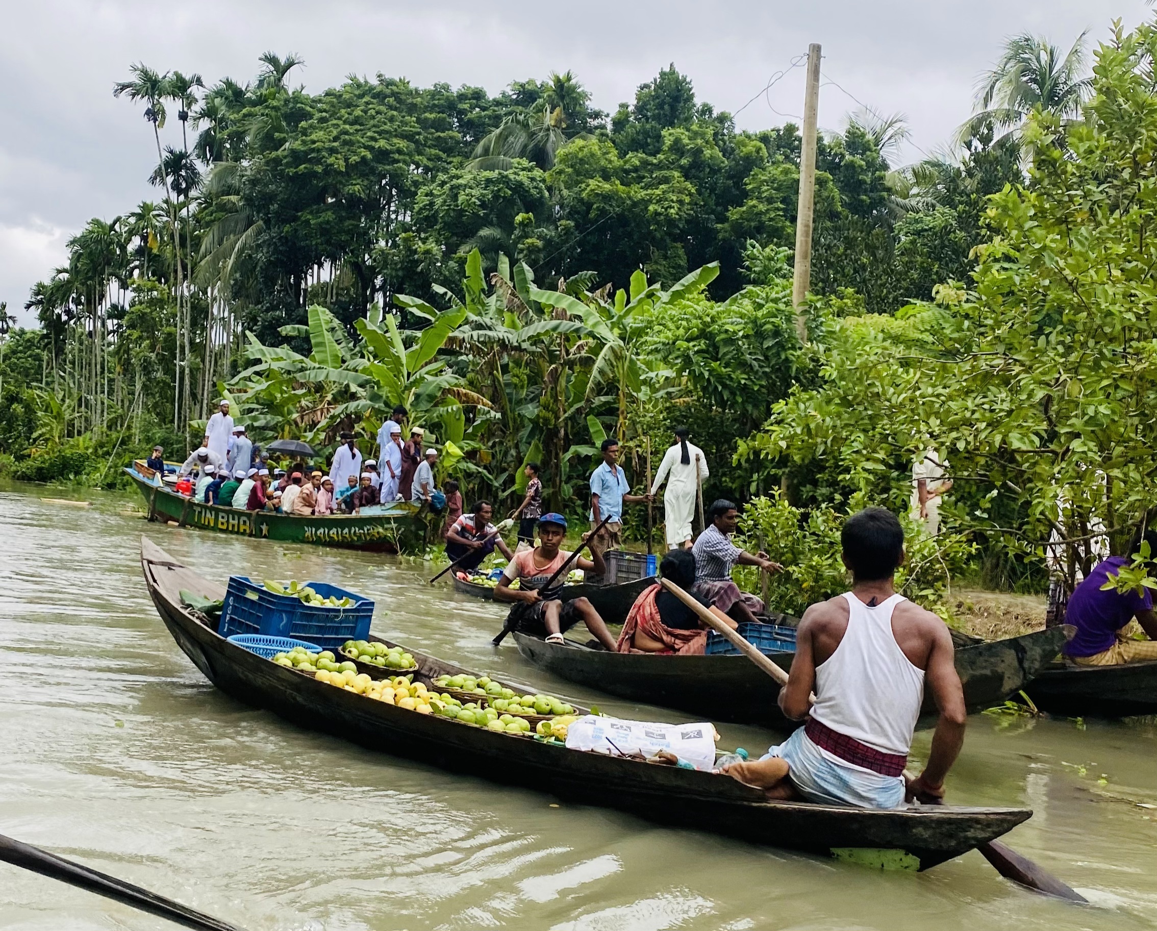 বরিশালের ভাসমান পেয়ারা বাগানে কেন যাবেন, কীভাবে যাবেন