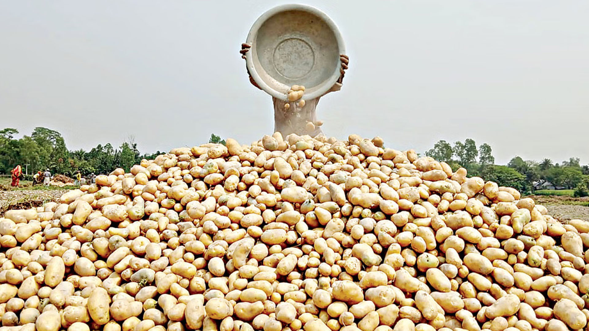 দেশের ইতিহাসে আলুর উৎপাদন সর্বোচ্চ, উদ্বৃত্ত নিয়ে দুশ্চিন্তা