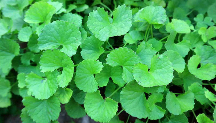 থানকুনি পাতার উপকারিতা ও খাওয়ার পদ্ধতি জানেন কি