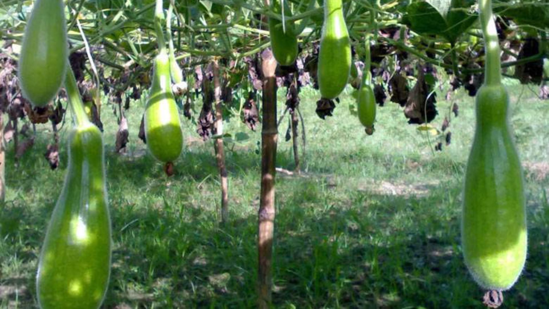 লাউয়ের এই পুষ্টিগুণগুলো জানেন কি?