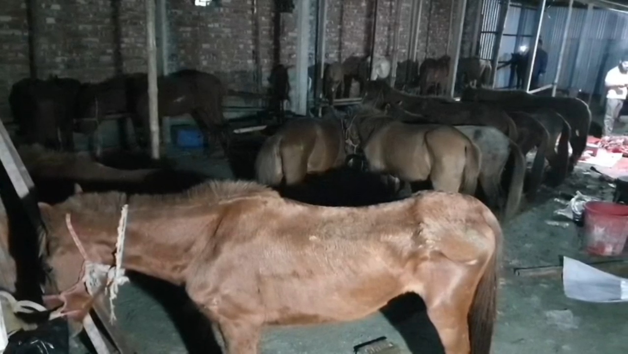 গাজীপুরে ঘোড়ার মাংস বিক্রি: জীবিত ও জবাই করা ৪৫ ঘোড়া জব্দ