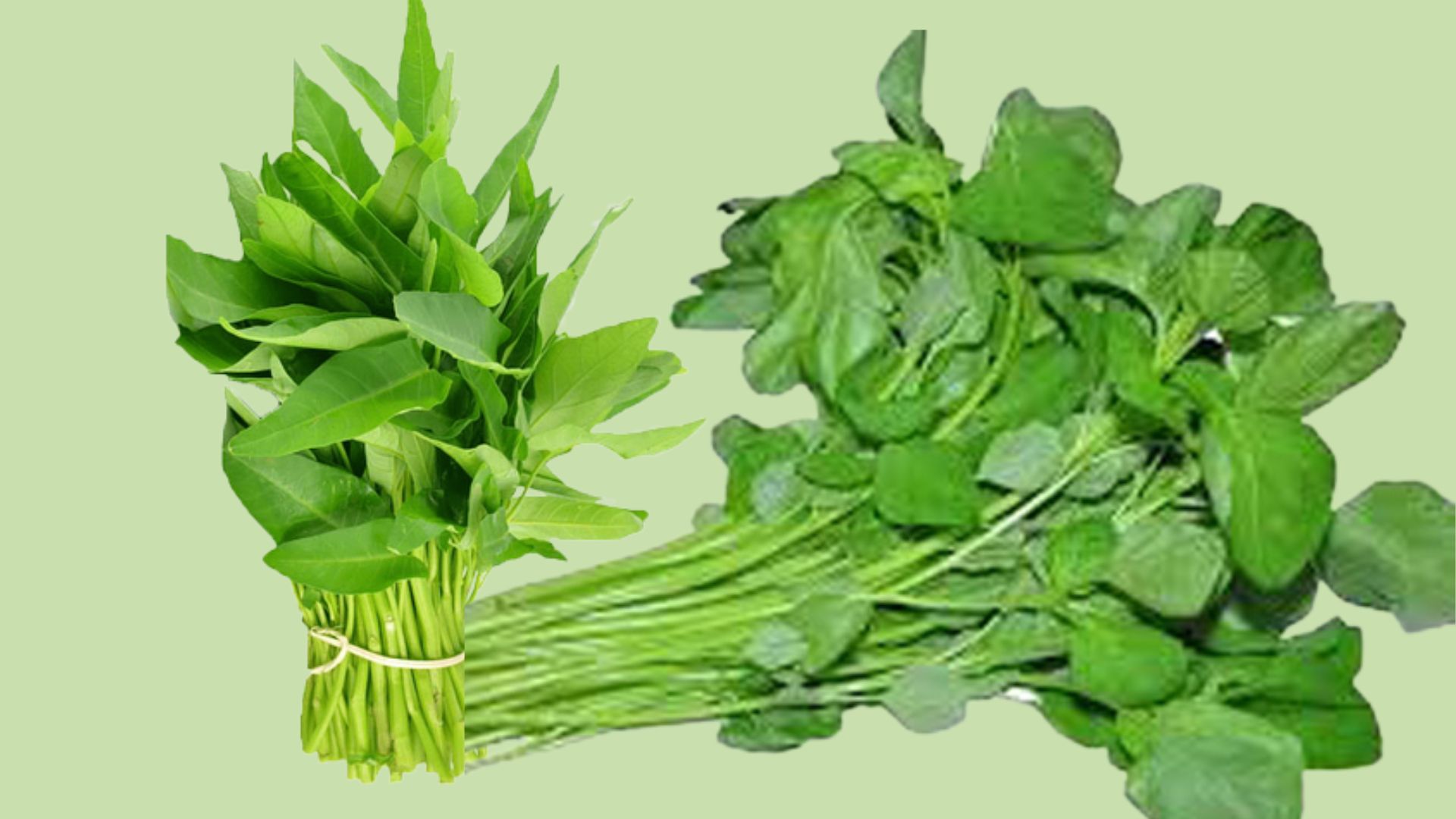 ডায়াবেটিস, রক্তস্বল্পতাসহ যেসব রোগে বিশেষভাবে উপকারী কলমি ও ডাটা শাক