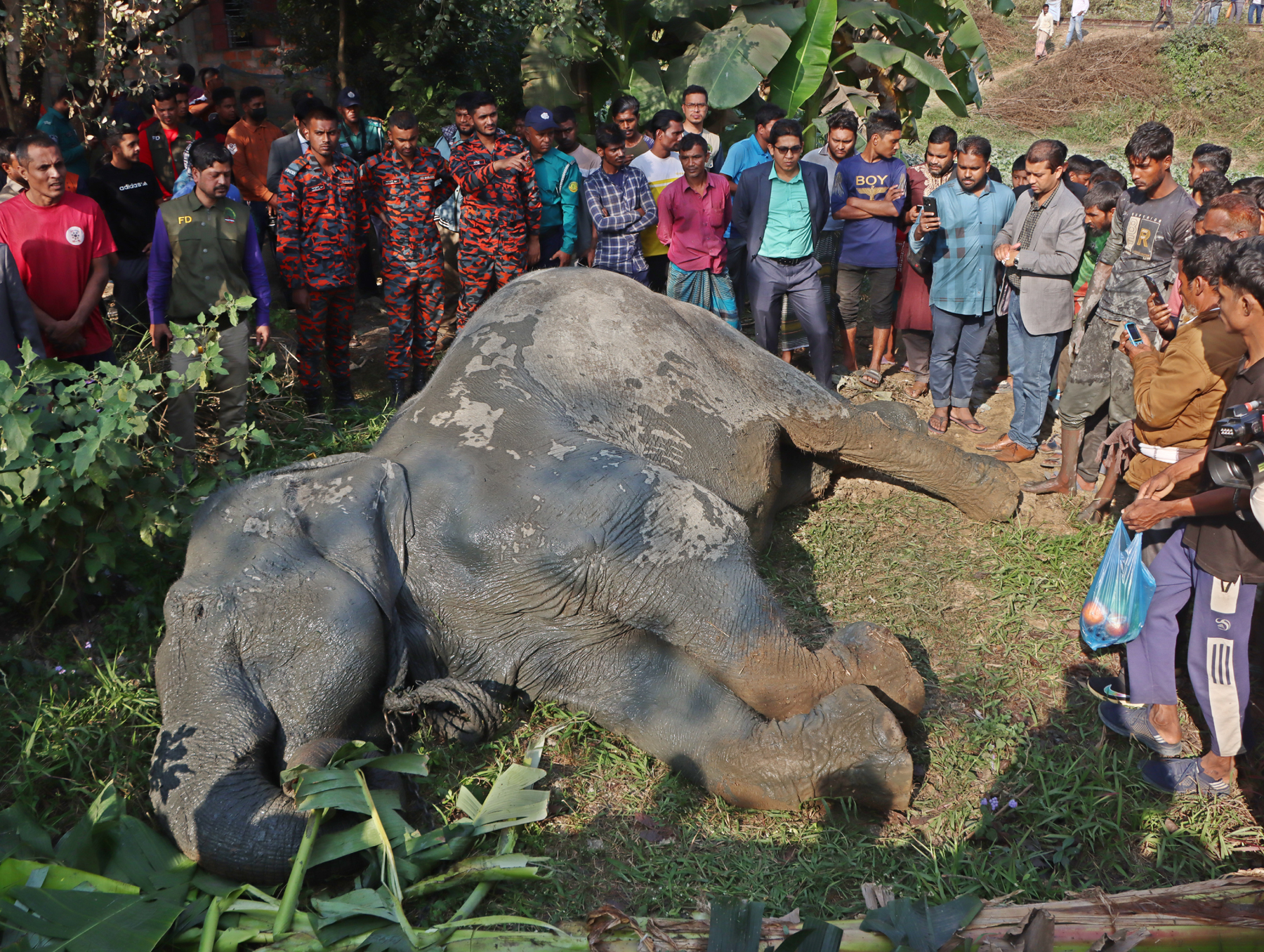 সিলেটে খাদে পড়া পোষা হাতি ১৭ ঘণ্টা পর উদ্ধার