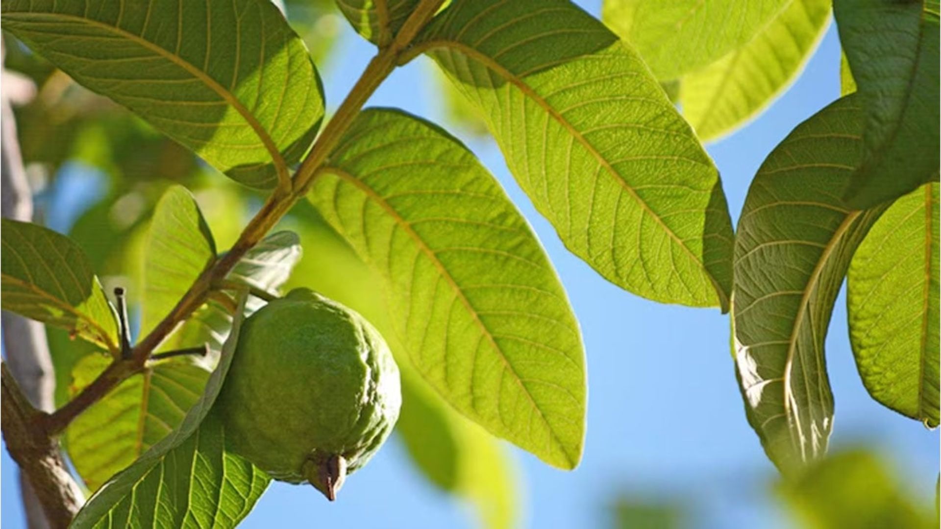 Guava Leaf
