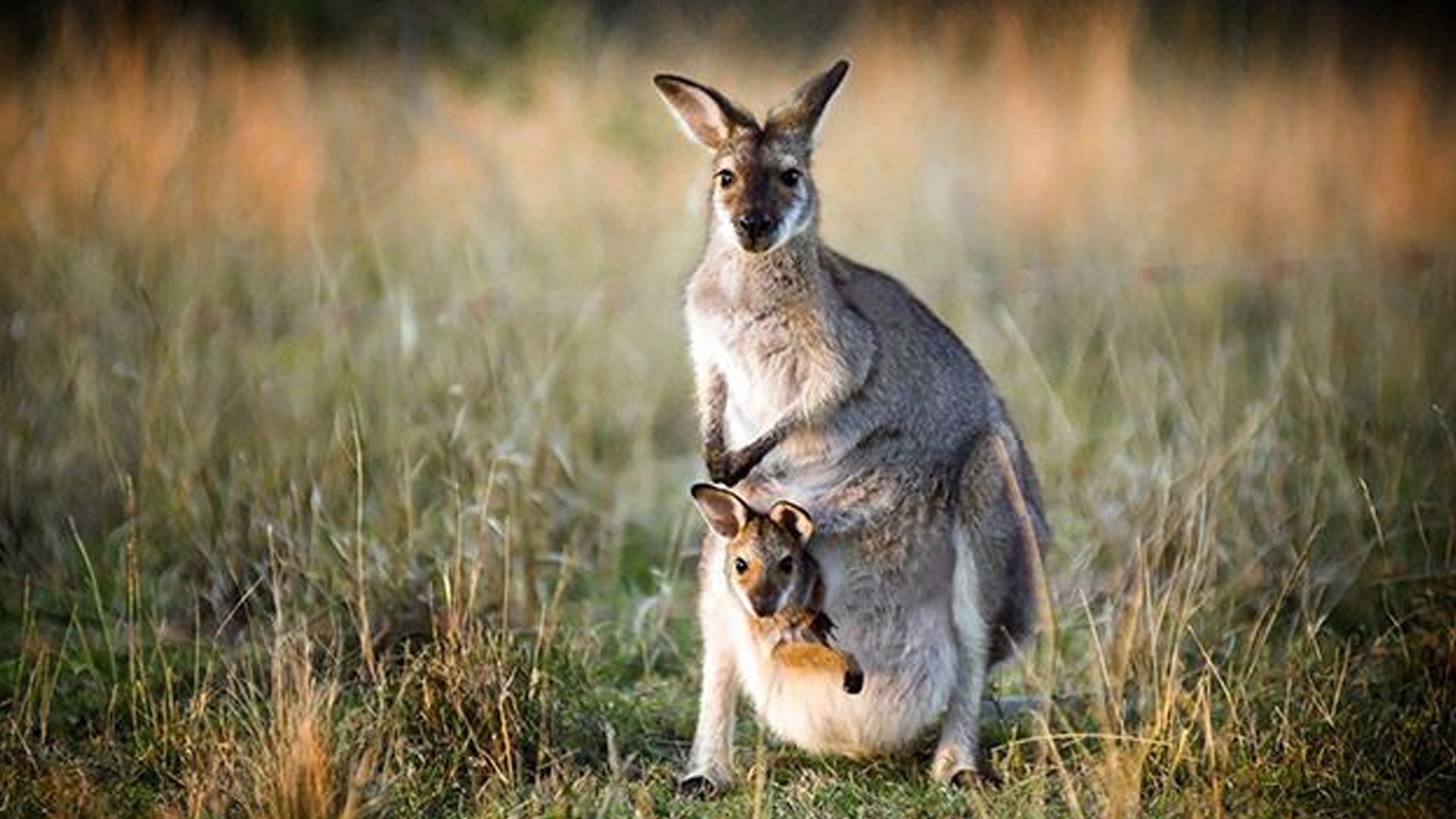 ক্যাঙ্গারু। ছবি: সংগৃহীত