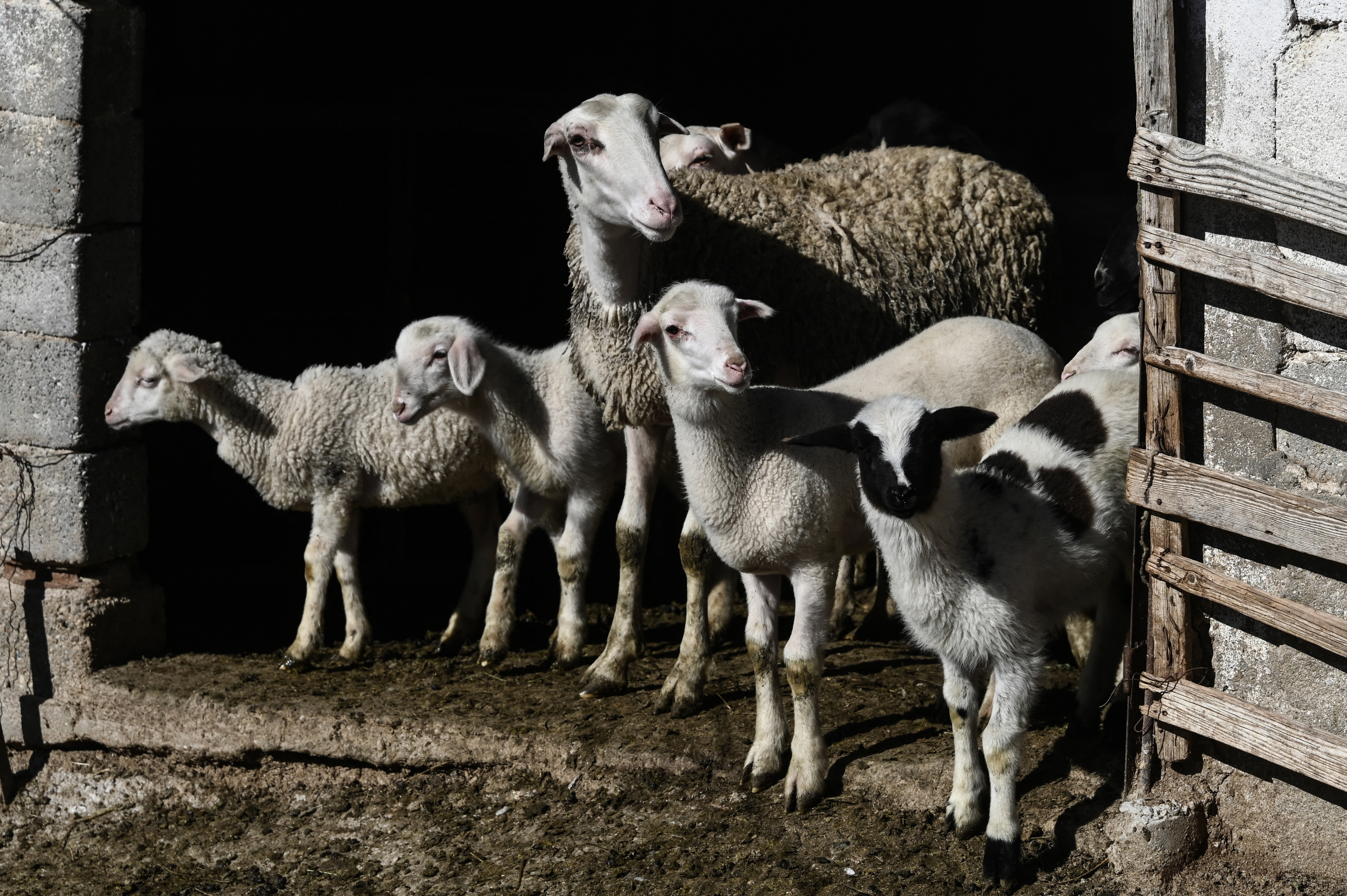 ভেড়ার দুধ থেকে ফেটা চিজ উৎপাদন হয়। ছবি: এএফপি