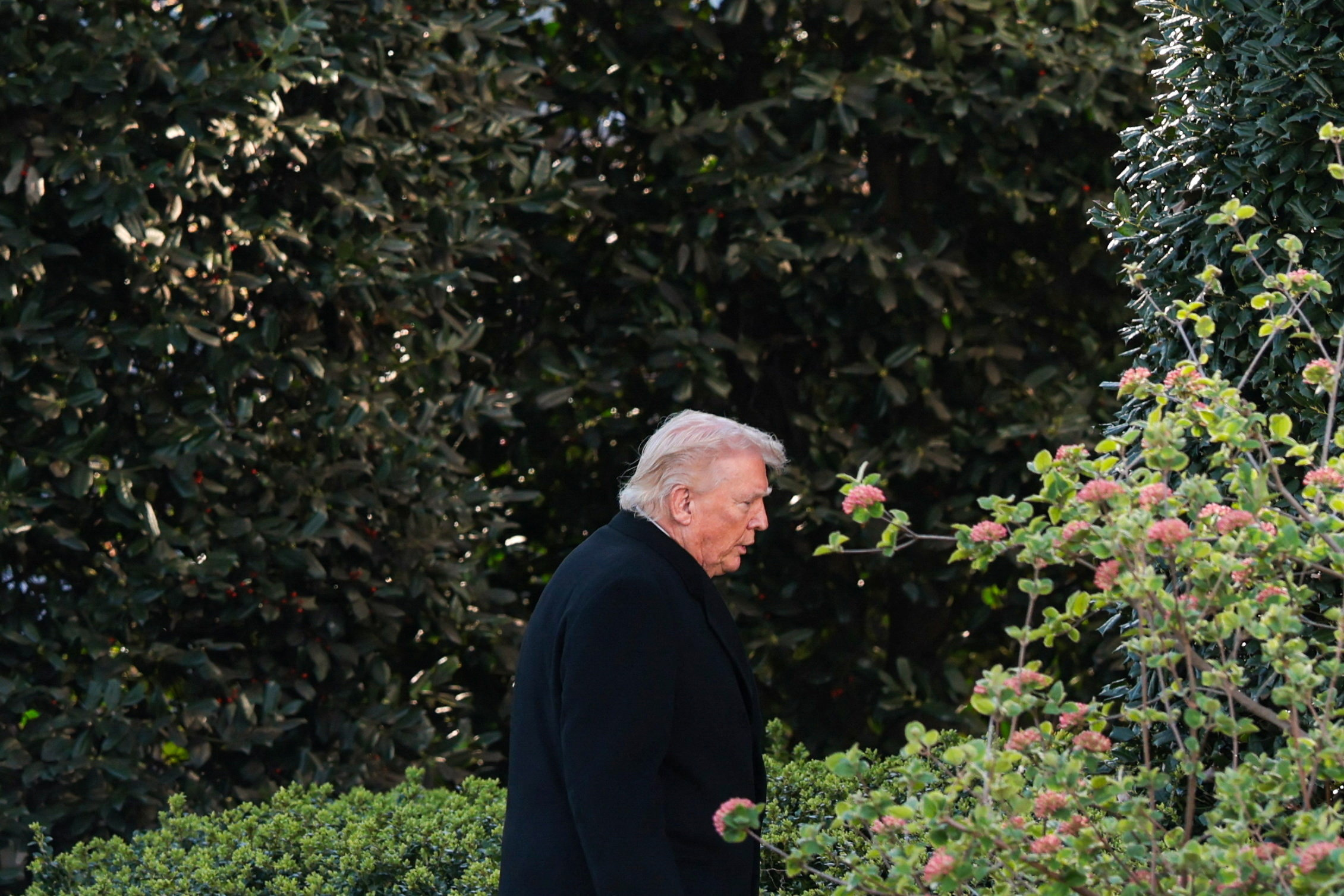 হোয়াইট হাউসের বাইরের ফুলের বাগানে ট্রাম্প। ছবি: রয়টার্স