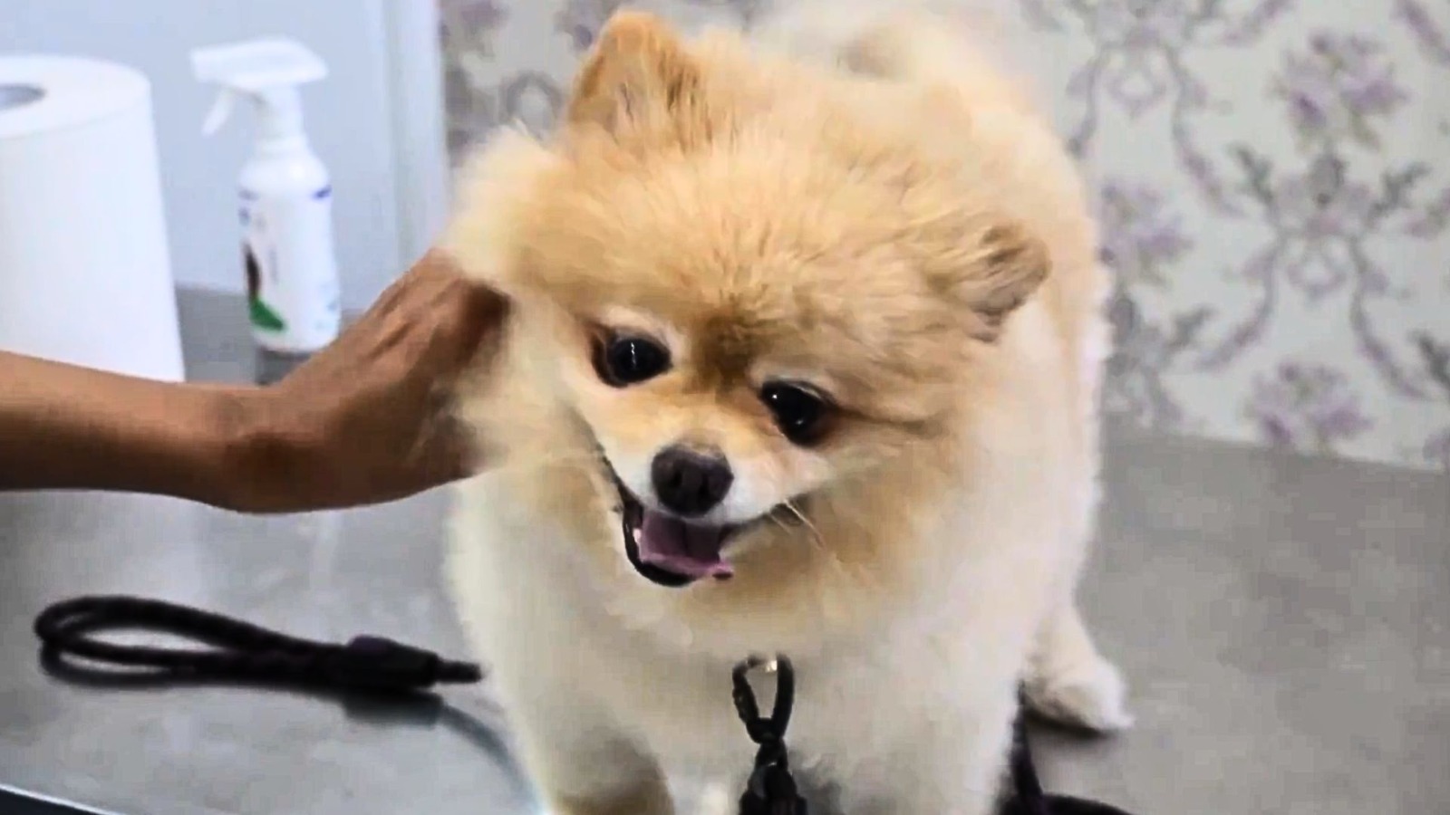 পোষা কুকুর