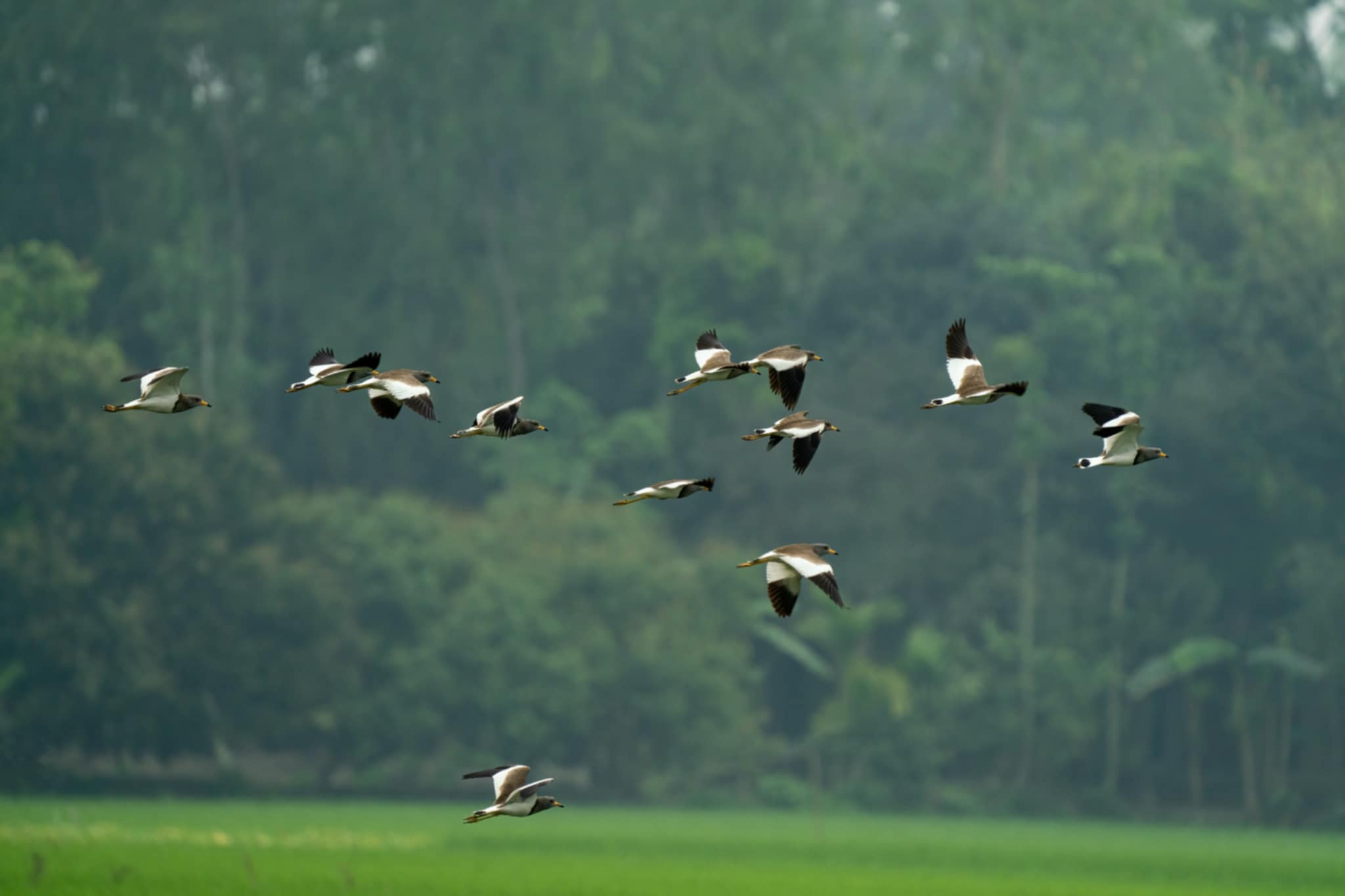 ধূসর-মাথা হট্টিটি