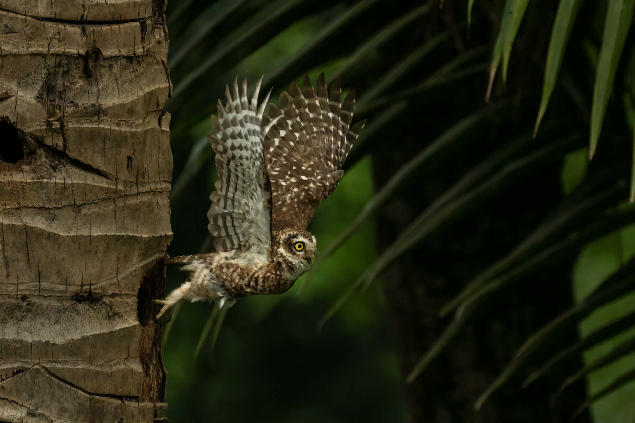 খুরলে পেঁচা