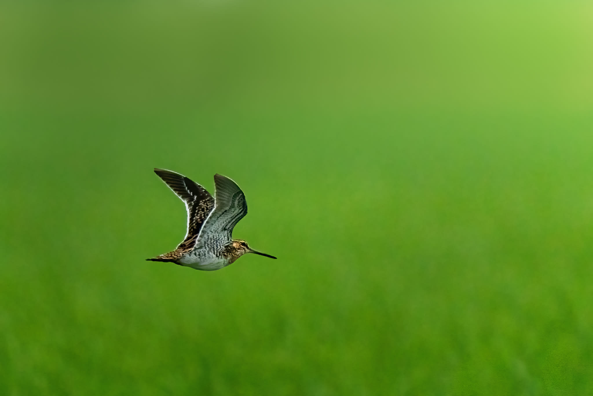 পাতি চ্যাগা