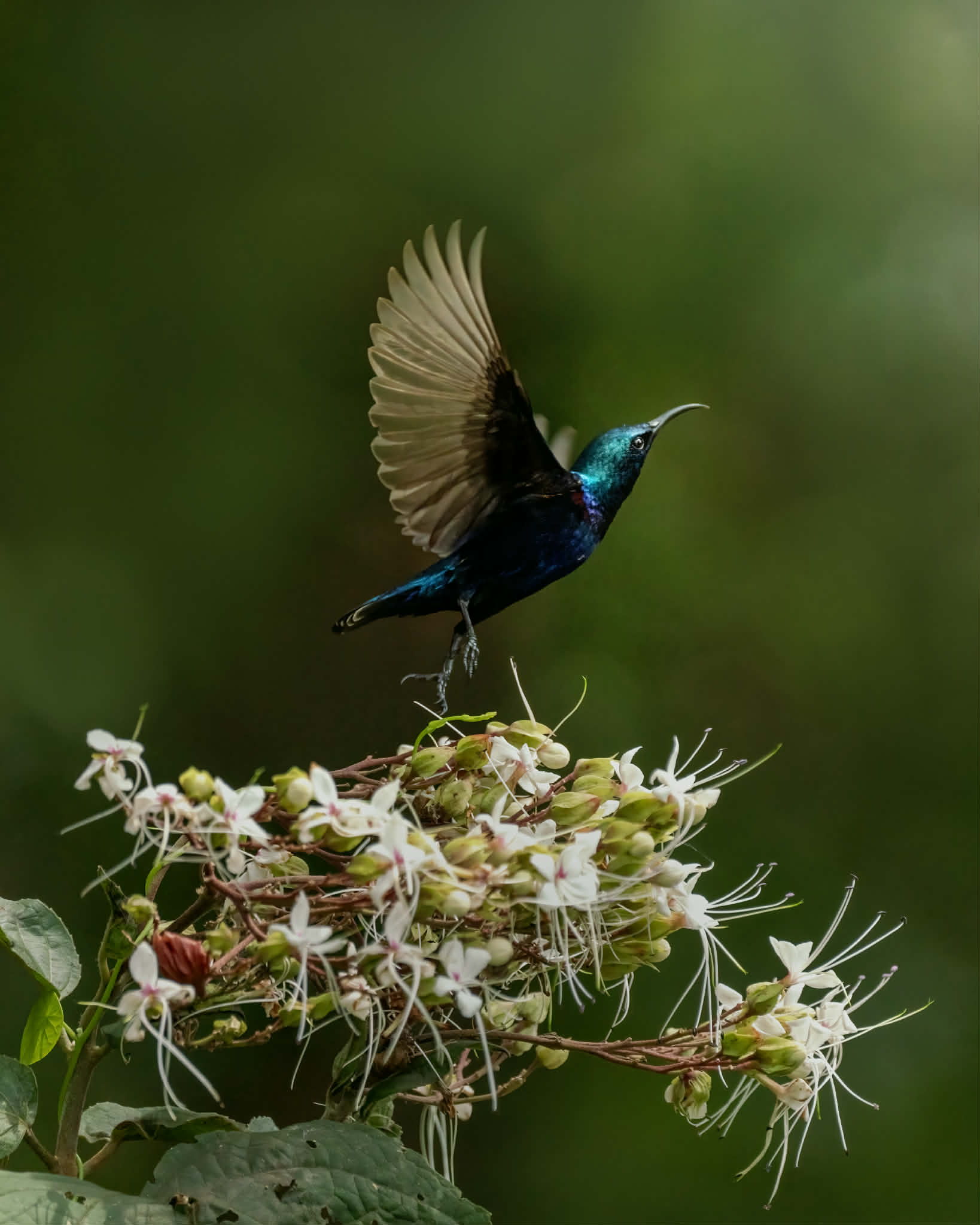 বেগুনি মৌটুসী