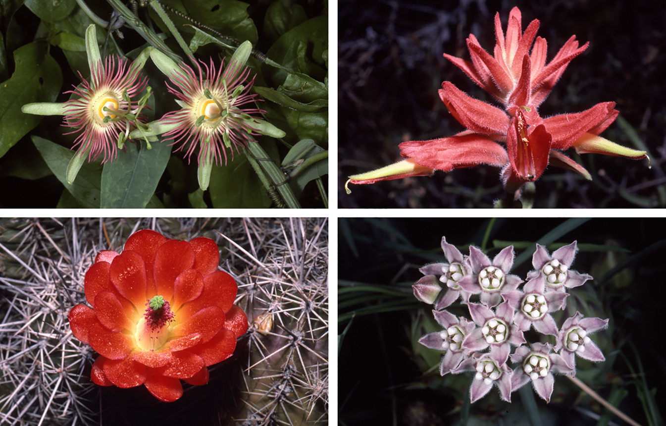 ট্রপিকাল ফুল