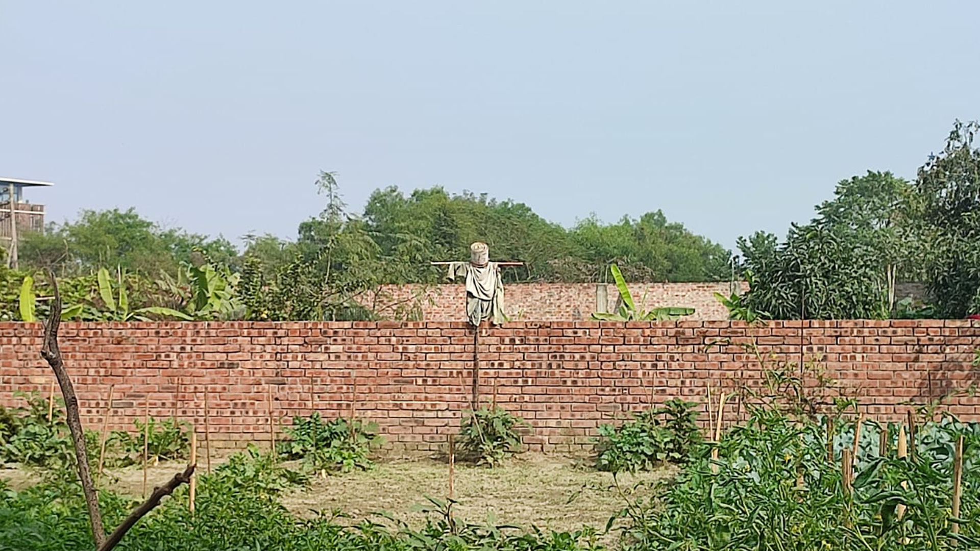 কাকতাড়ুয়া। ছবি: আরাফাত সেতু/স্টার