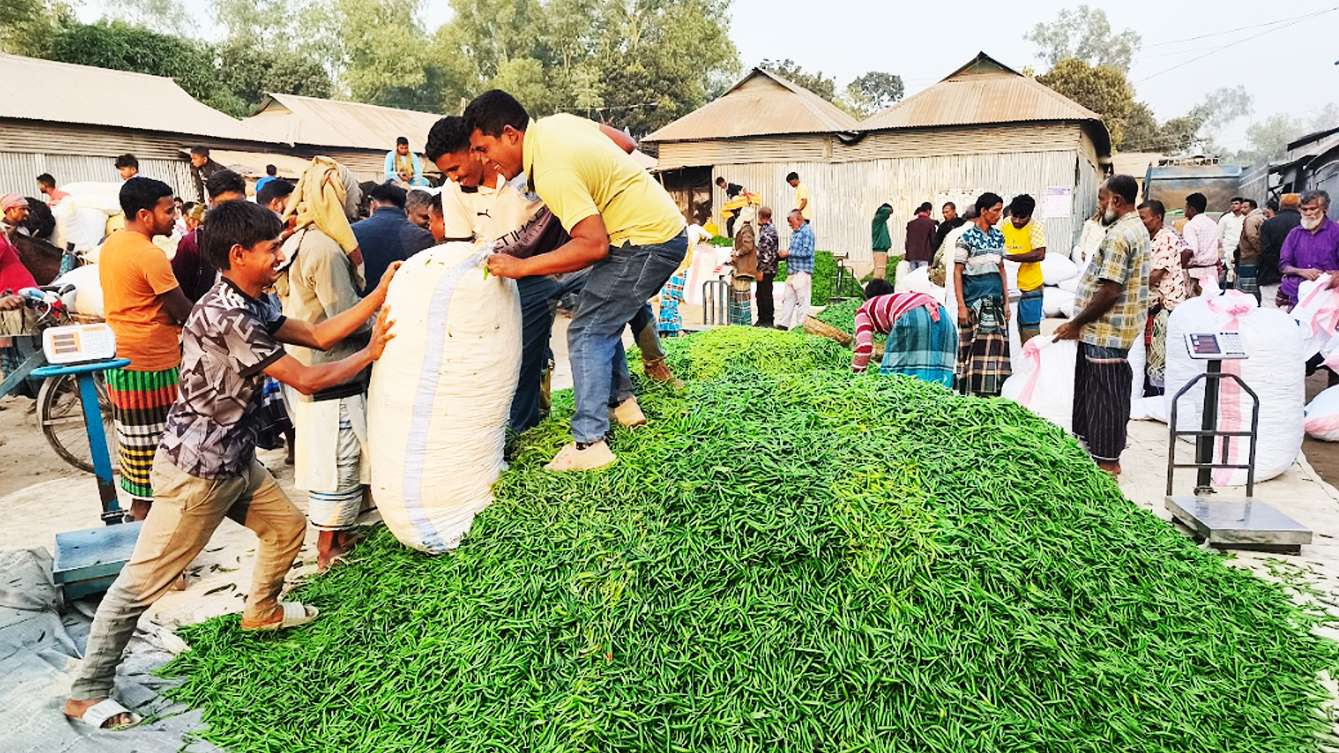 মালয়েশিয়ায় যাচ্ছে জামালপুরের কাঁচা মরিচ