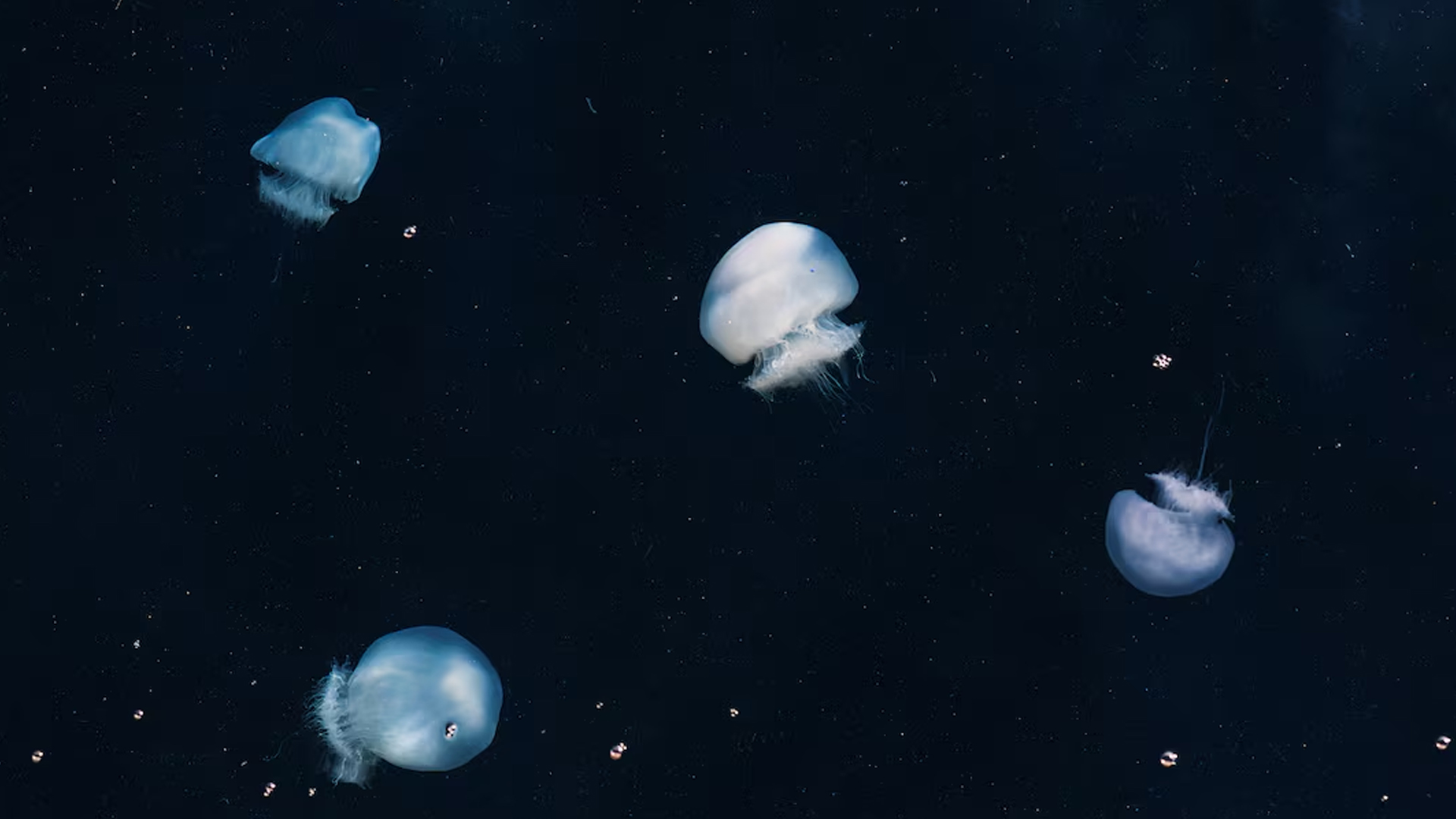 জেলিফিশ। ছবি: রয়টার্স