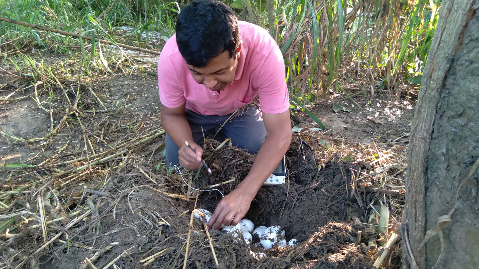 কুমিরের খামার