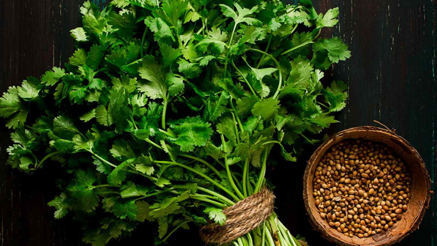 coriander