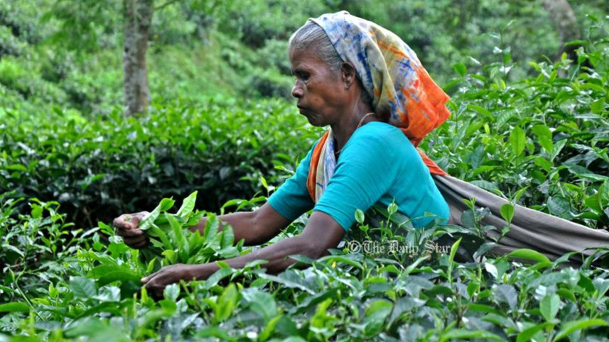 Tea output edges up in 2025 despite export headwinds