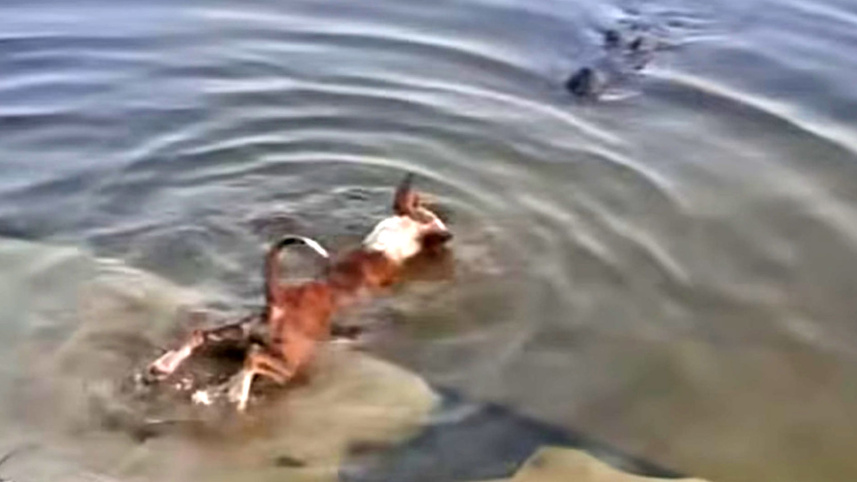 প্রাণীর প্রতি নিষ্ঠুরতা