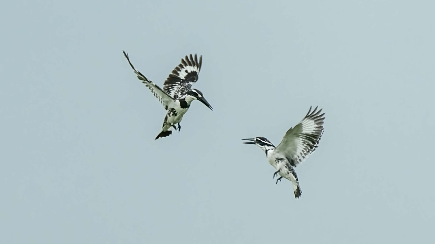 পাকড়া মাছরাঙা