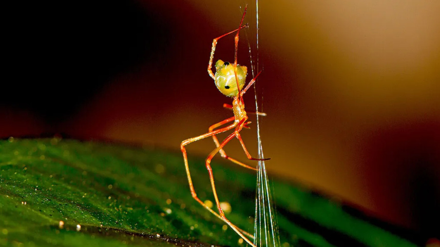 ballista spider