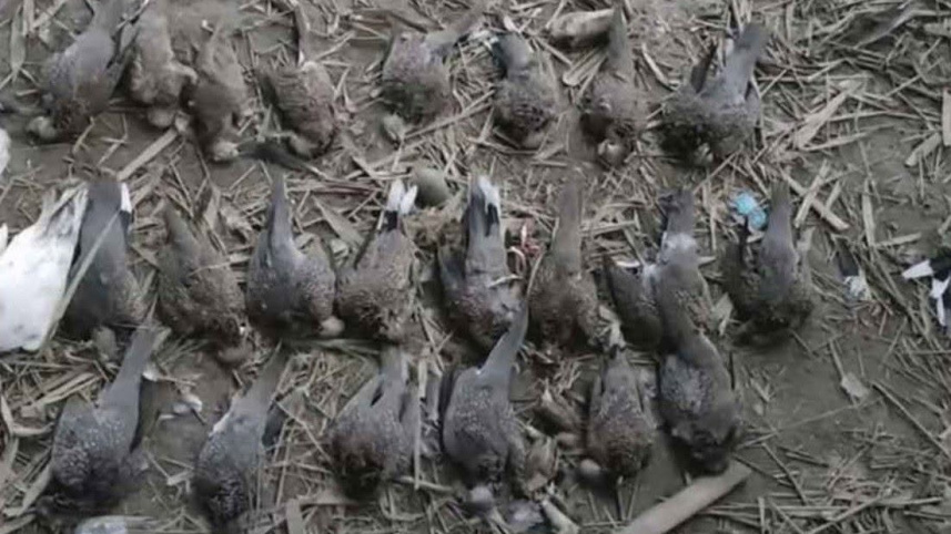 মৃত পাখি