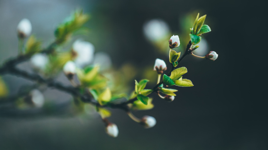 Phenology