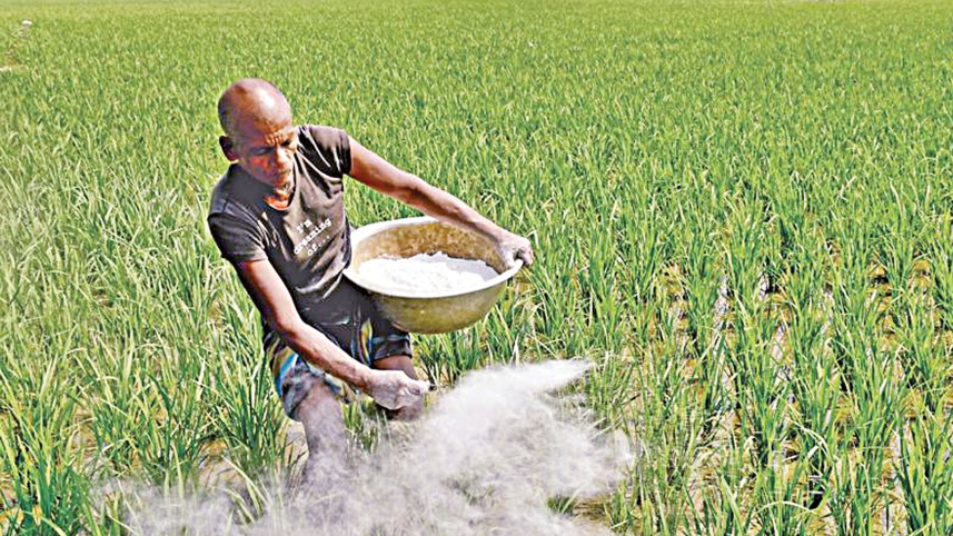 সার ছিটাচ্ছেন কৃষক