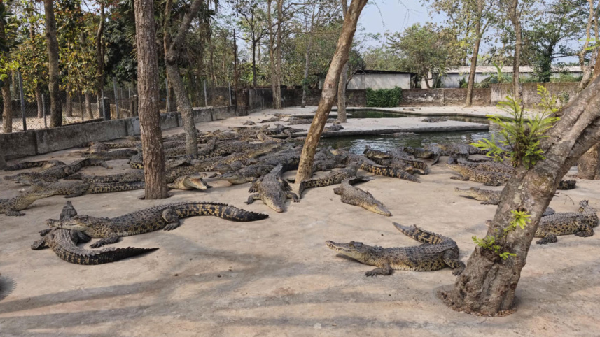 কুমিরের খামার